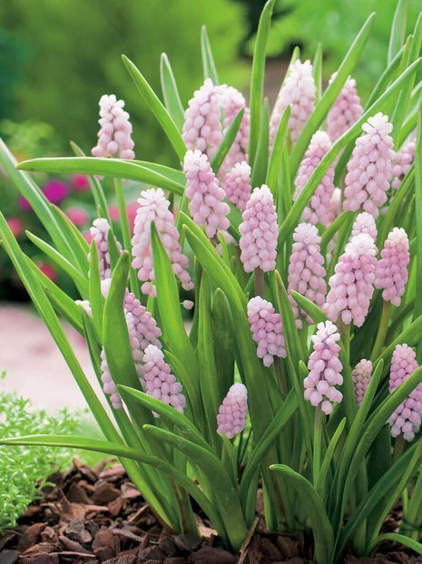 Traubenhyazinthe (Muscari) 'Pink Sunrise'