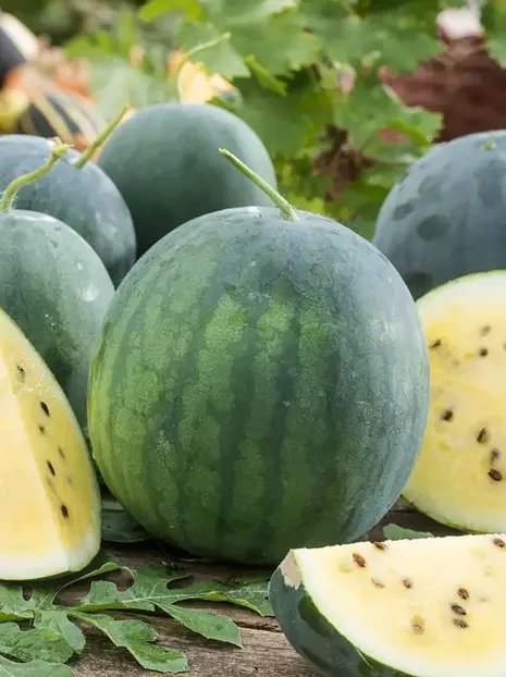 Gelb Wassermelone JANOSIK Samen (Citrullus Lanatus)