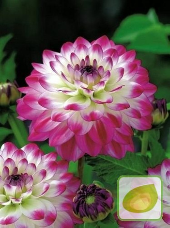 Dalia (Dahlia) Uncle Hankey