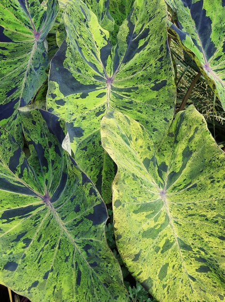 Colocasia 'Mojito'  1 St.