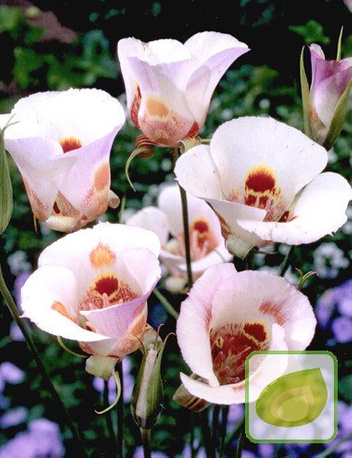 Mormonentulpe (Calochortus) Venustus