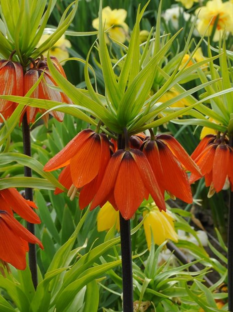 Kaiserkrone (Fritillaria imperialis) 'Aurora' billig