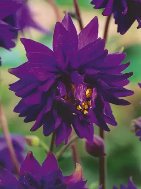 Akelei (Aquilegia) 'Barlow Blue' 1 St.