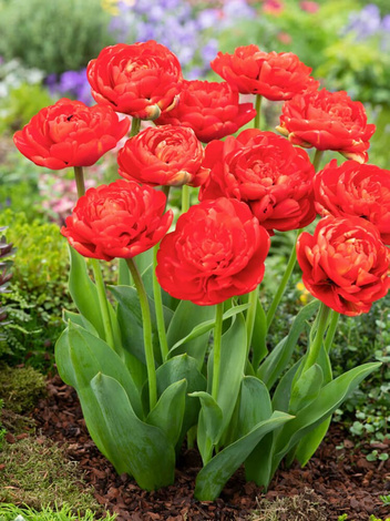 Tulpe (Tulipa) 'Miranda'