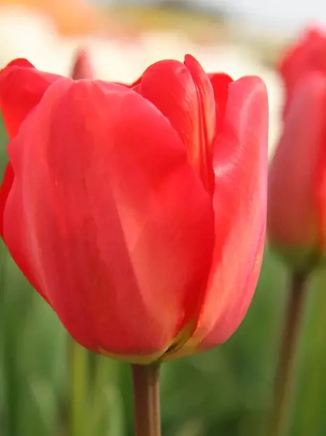 Tulpe (Tulipa) 'Apeldoorn' 3 St.