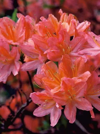 Rhododendron  'Scyphocalix'