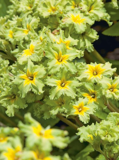 Primel (Primula) 'Francisca'