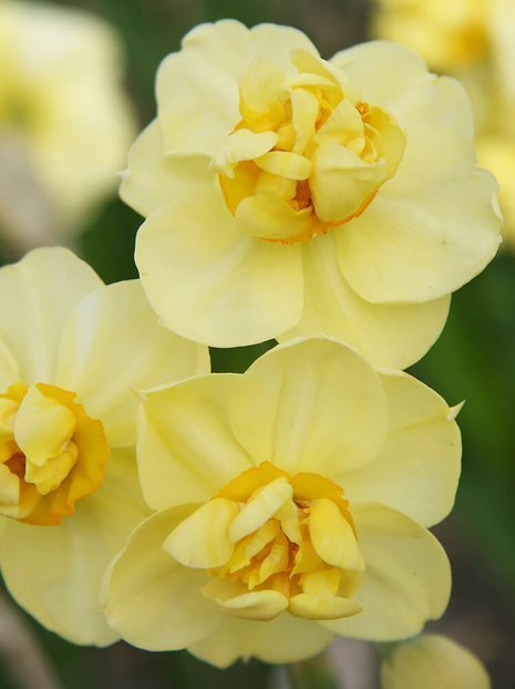 Narzisse (Narcissus) 'Yellow Cheerfulness'