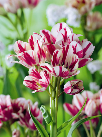 Tulpe (Tulipa) 'Flaming Club'