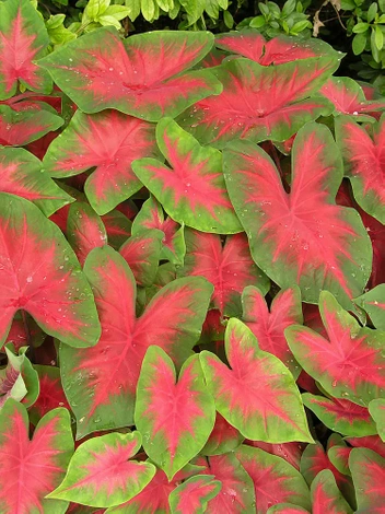 Kaladie (Caladium) 'Cardinal'