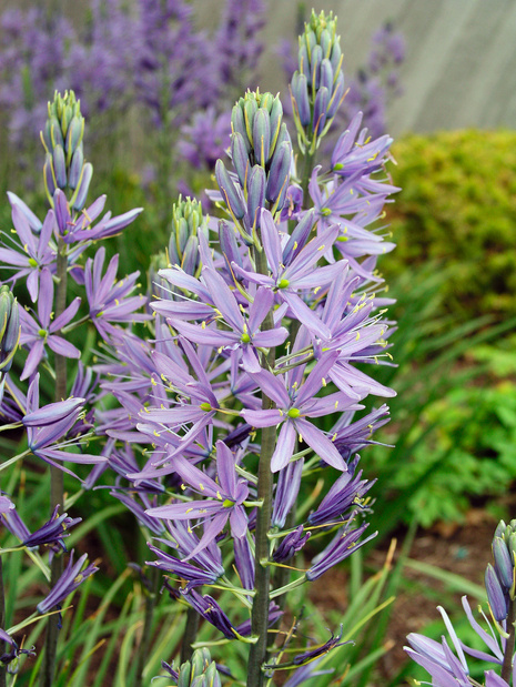 Kamassia (Camassia) Quamash 5 Stück