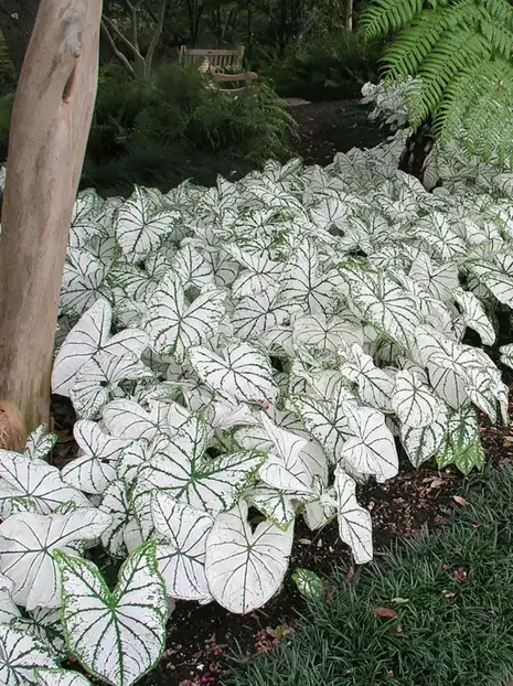 Kaladie (Caladium) 'Candidum'  1 St.