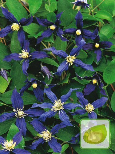 Ganzblättrige Waldrebe (Clematis integrifolia)