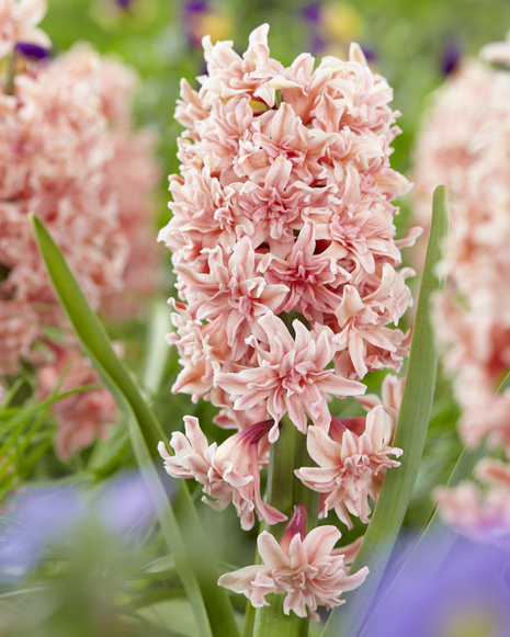 Hyazinthe ( Hyacinthus ) 'Masquerade' 3 St.