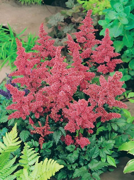 Astilbe (Astilbe) 'Bremen' 1 St.